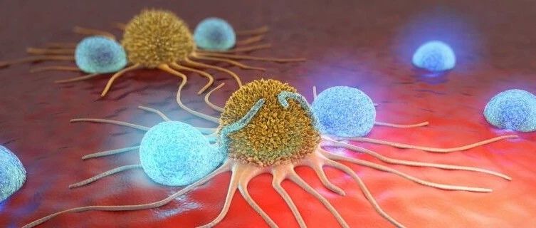 免疫战队的新兴战士——CAR-NK细胞