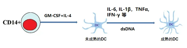 DC分化成熟过程