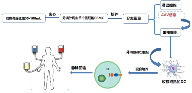 ACTL疗法流程及机制